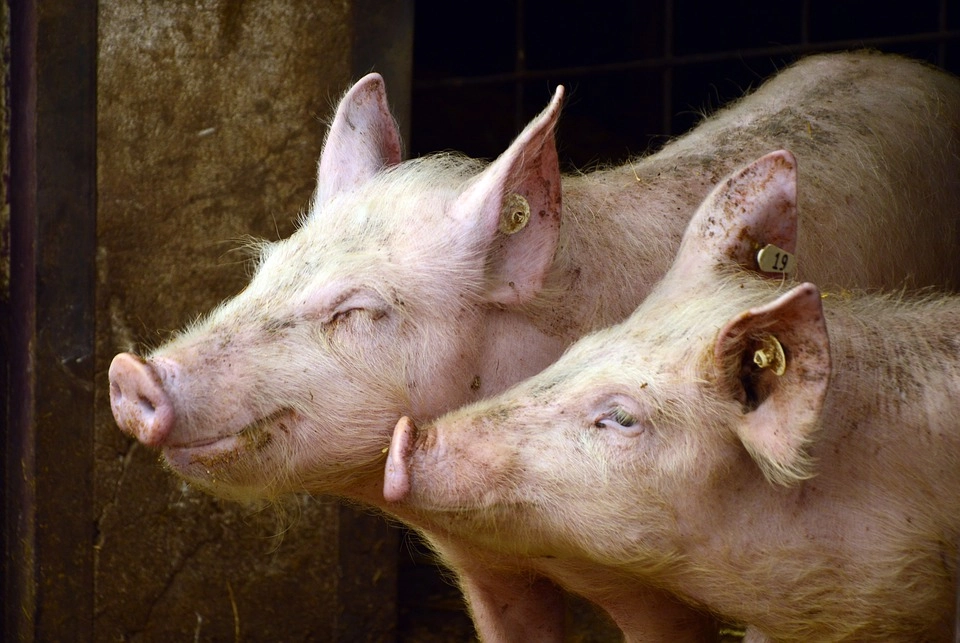 APIA începe eliberarea adeverințelor pentru credite destinate bunăstării animalelor
