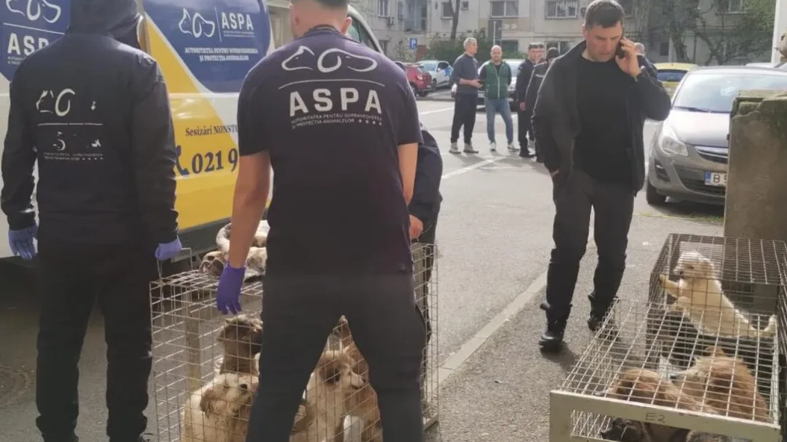 25 de câini care erau ţinuţi într-un apartament, în condiţii mizere, fără hrană, apă și tratamente medicale, preluaţi de ASPA