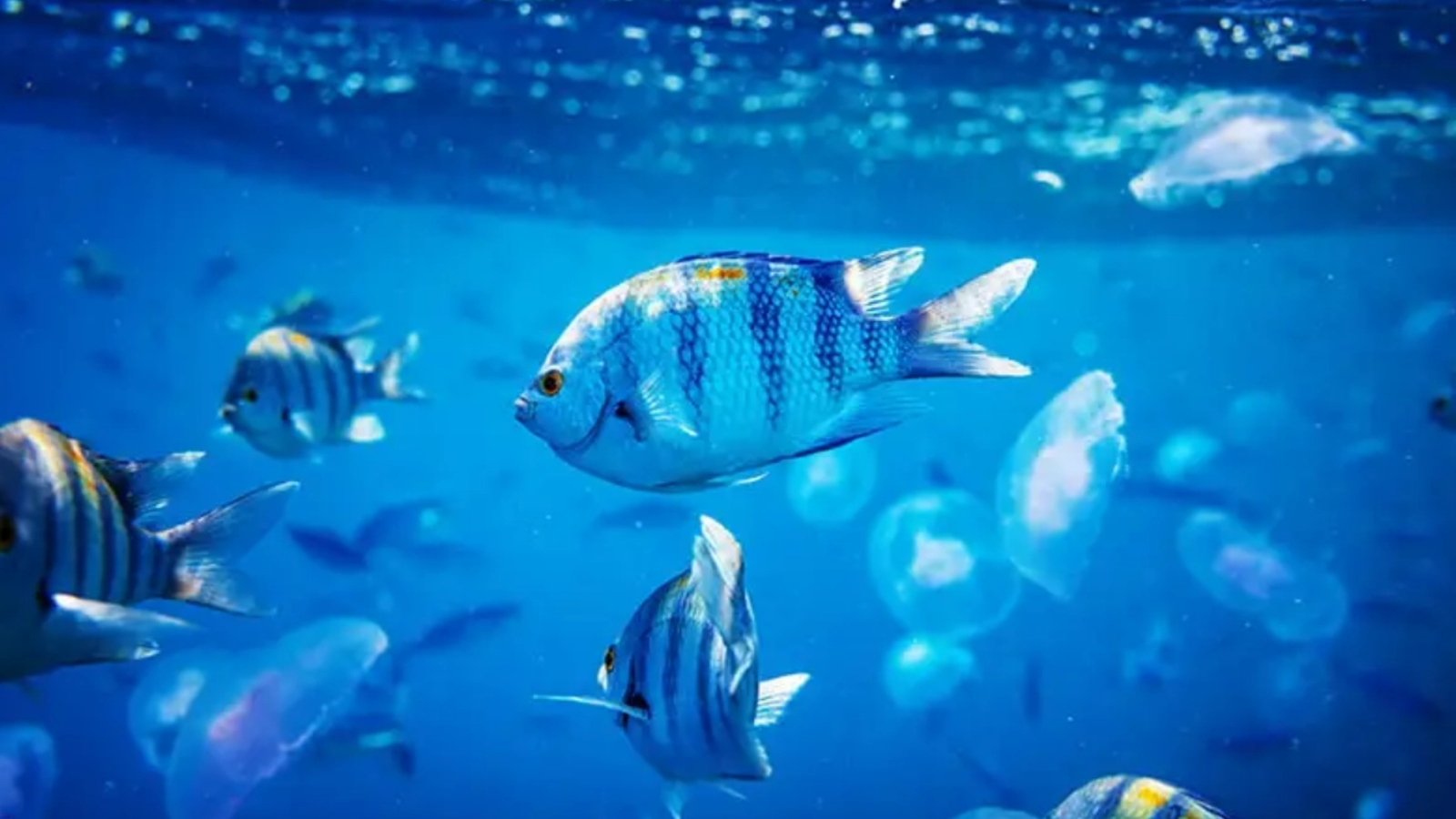 Franța blochează pescuitul și turismul în trei noi arii de 'protecție strictă' pentru a proteja biodiversitatea