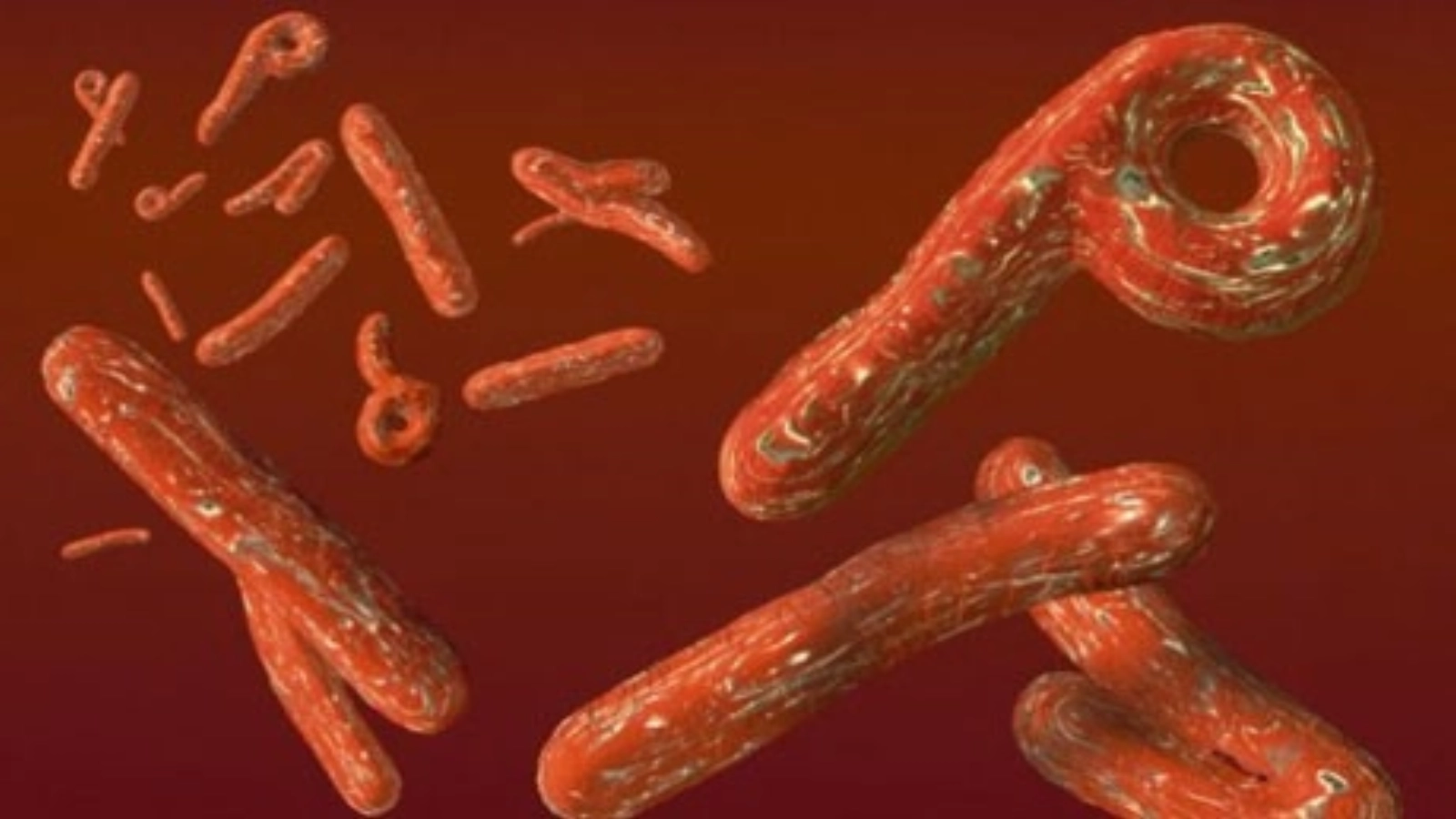 Epidemia de Ebola continuă să se extindă în RDC, anunță OMS