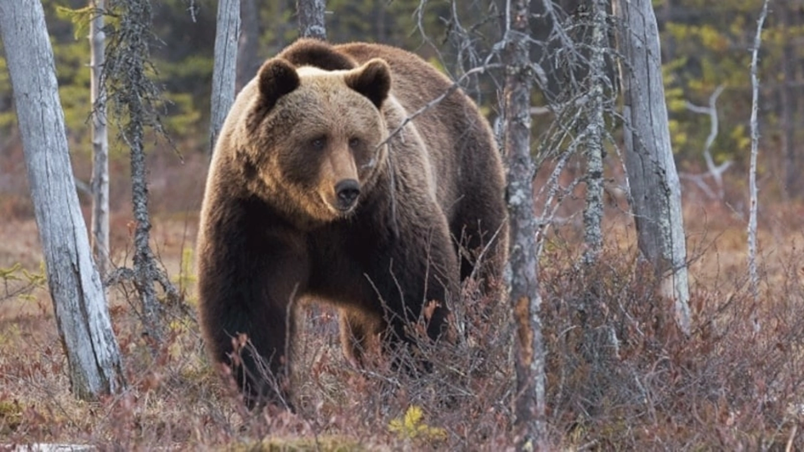 Urs împușcat la Brașov: un alt exemplar a apărut în zonă după câteva ore. Zeci de alerte într-o singură noapte