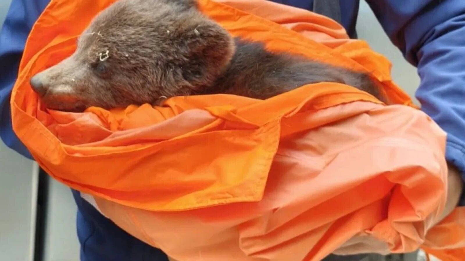 FOTO Pui de urs abandonat de mama lui, capturat pe Tâmpa. Ursuleţul era foarte slăbit şi deshidratat