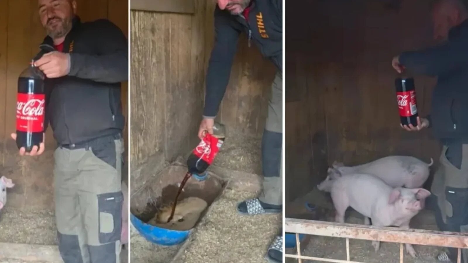 De ce le dă un fermier Coca-Cola porcilor săi. Explicația la care nimeni nu se aștepta