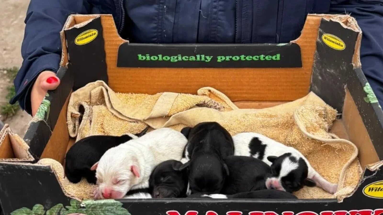 15 câini ținuți în condiții mizere au ajuns în plasament după ce Poliția Animalelor Timiș s-a autosesizat. Proprietarul animalelor a fost amendat
