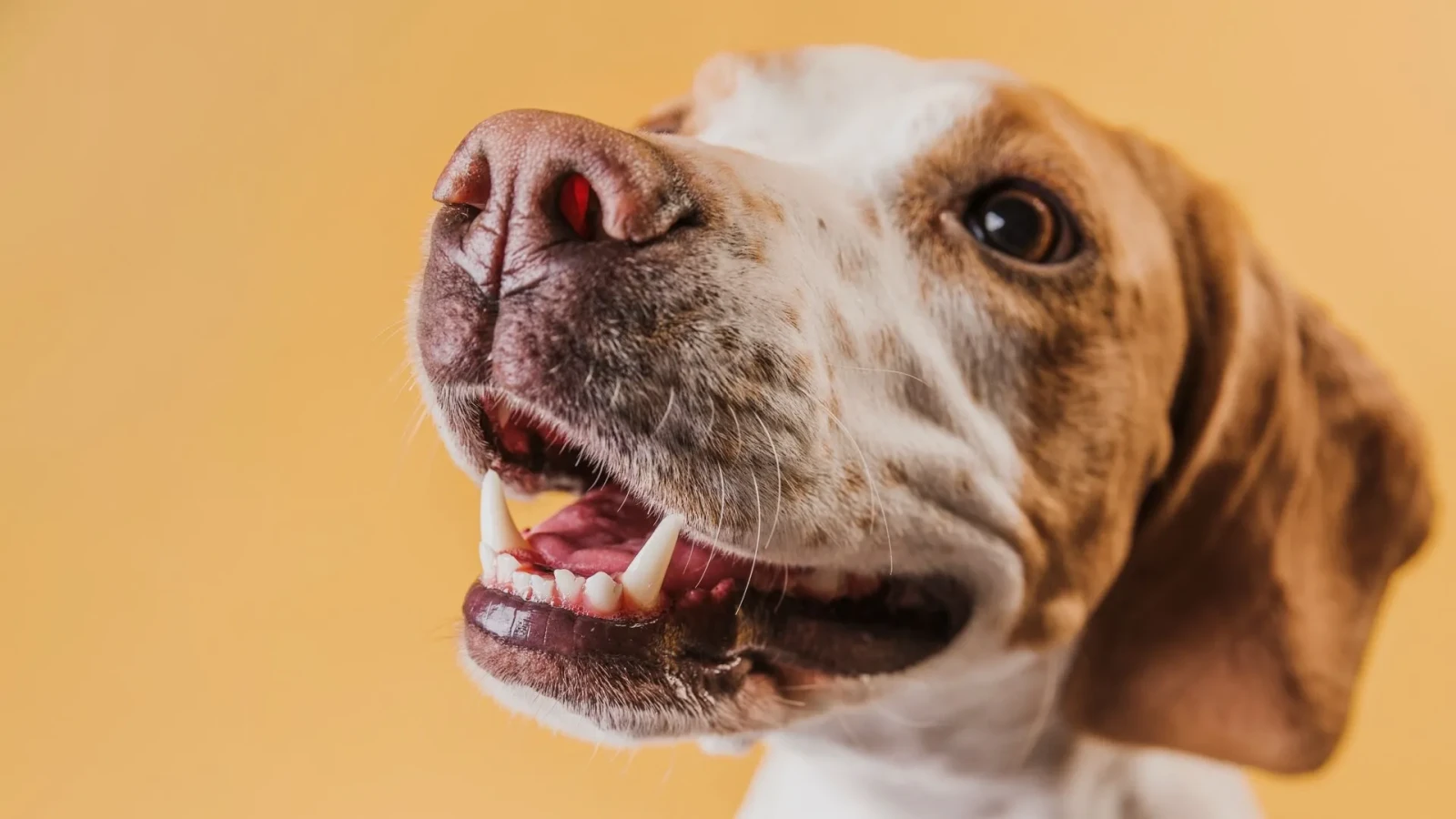 Un veterinar explică motivul surprinzător pentru care câinii își ling stăpânii: Nici datul din coadă nu e ceea ce se credea
