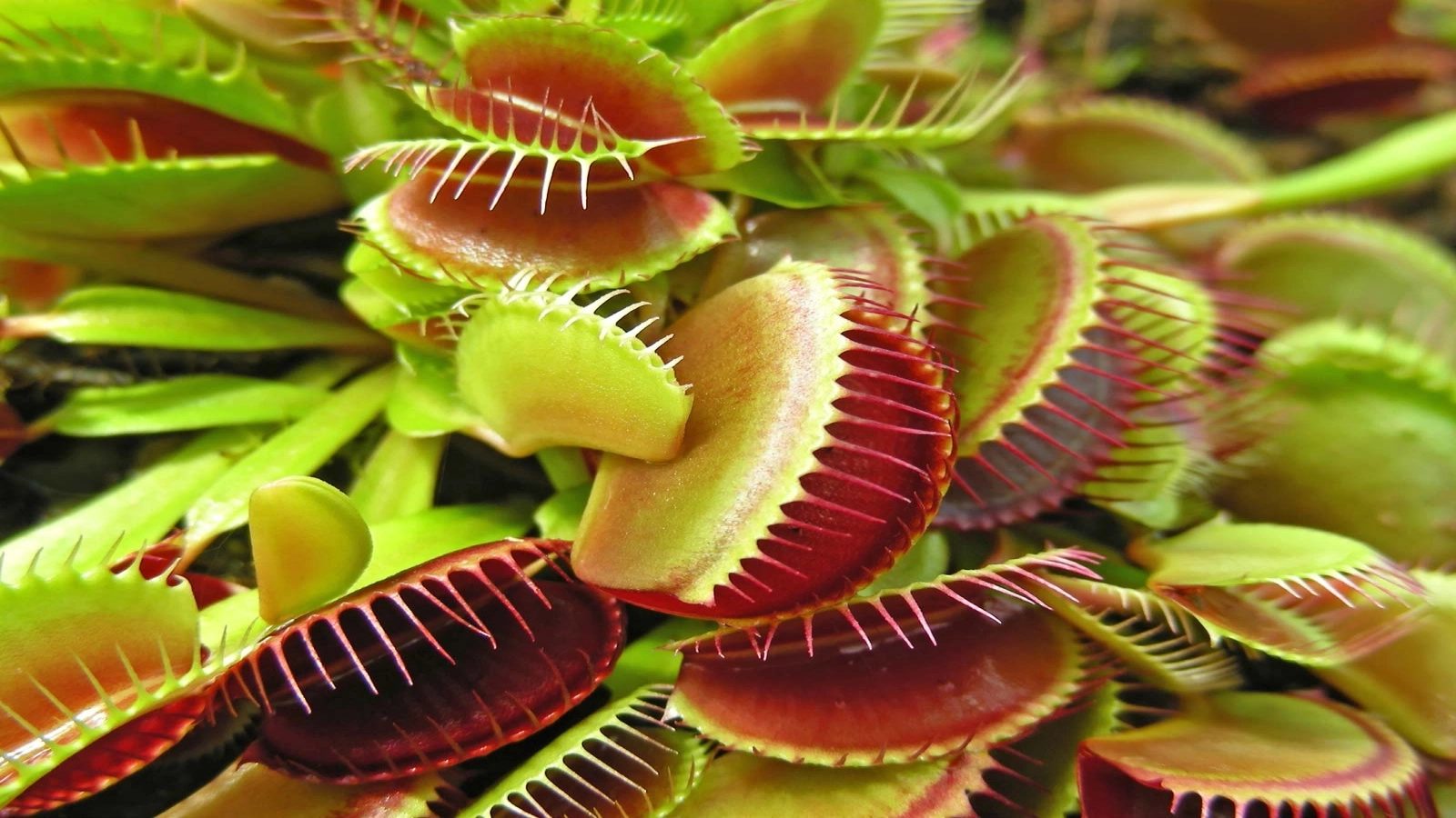 Misterul care a măcinat biologii timp de un secol: S-a aflat cum reușește planta carnivoră să se închidă într-o fracțiune de secundă