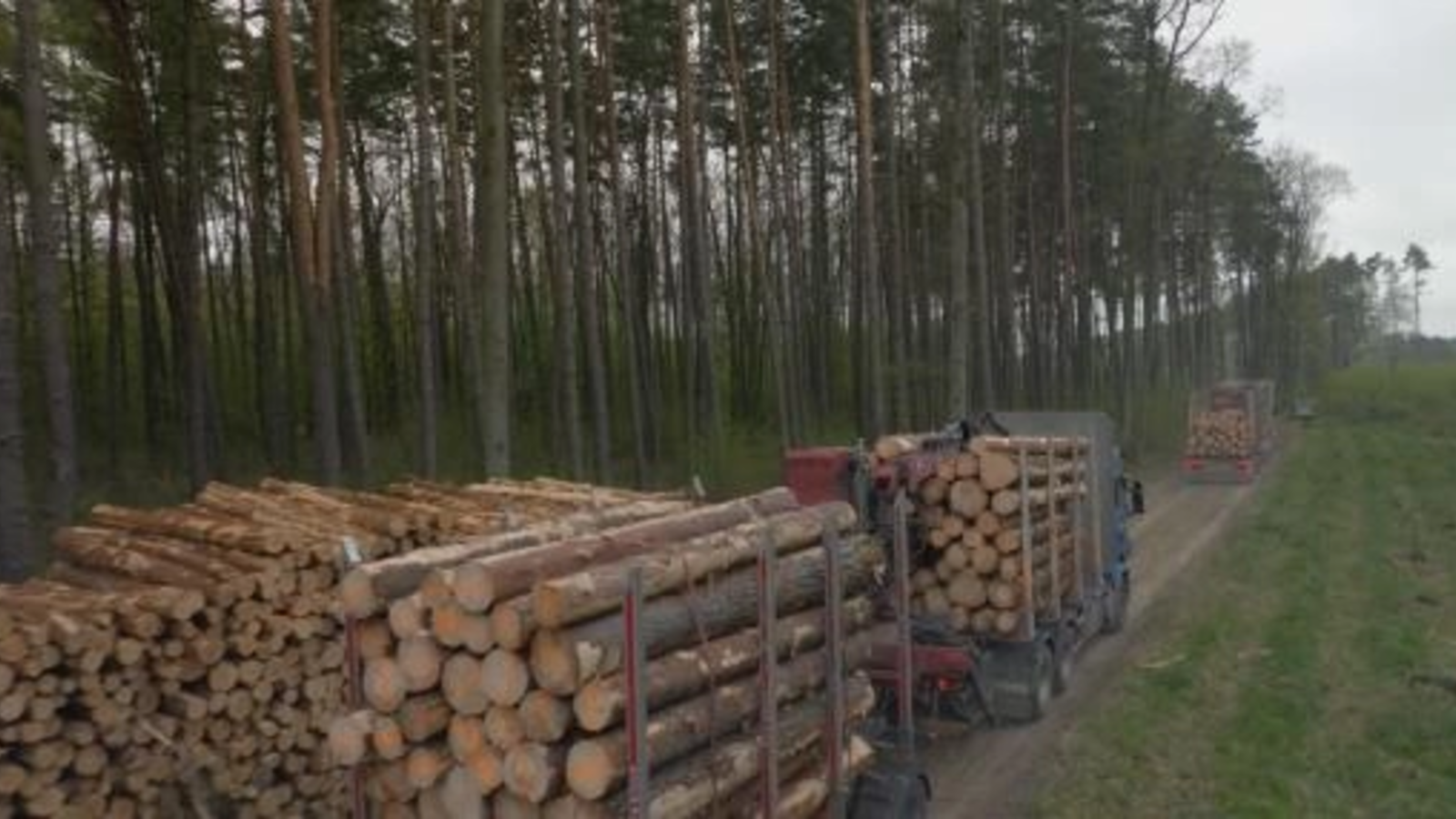 Cum a dispărut 'aurul verde' din pădurile Gorjului: Sute arbori tăiați ilegal, prejudiciu uriaș și un verdict comod, după 10 ani de procese