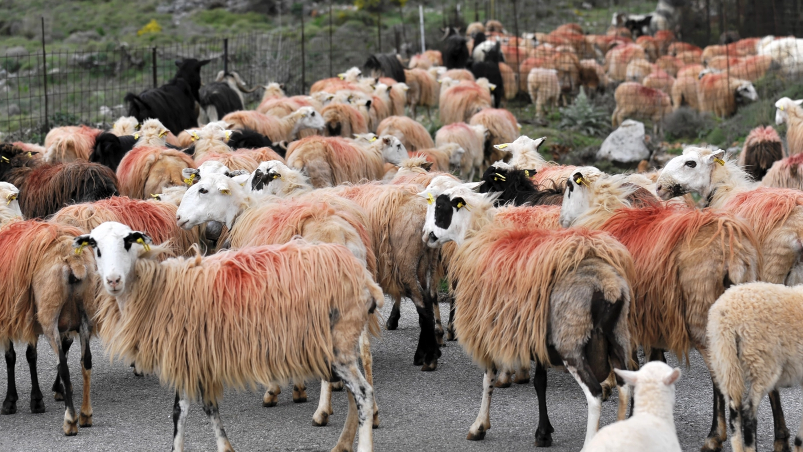 Comisia Europeană ar fi blocat exporturile de ovine ale României: ANSVSA anunță primele intervenții