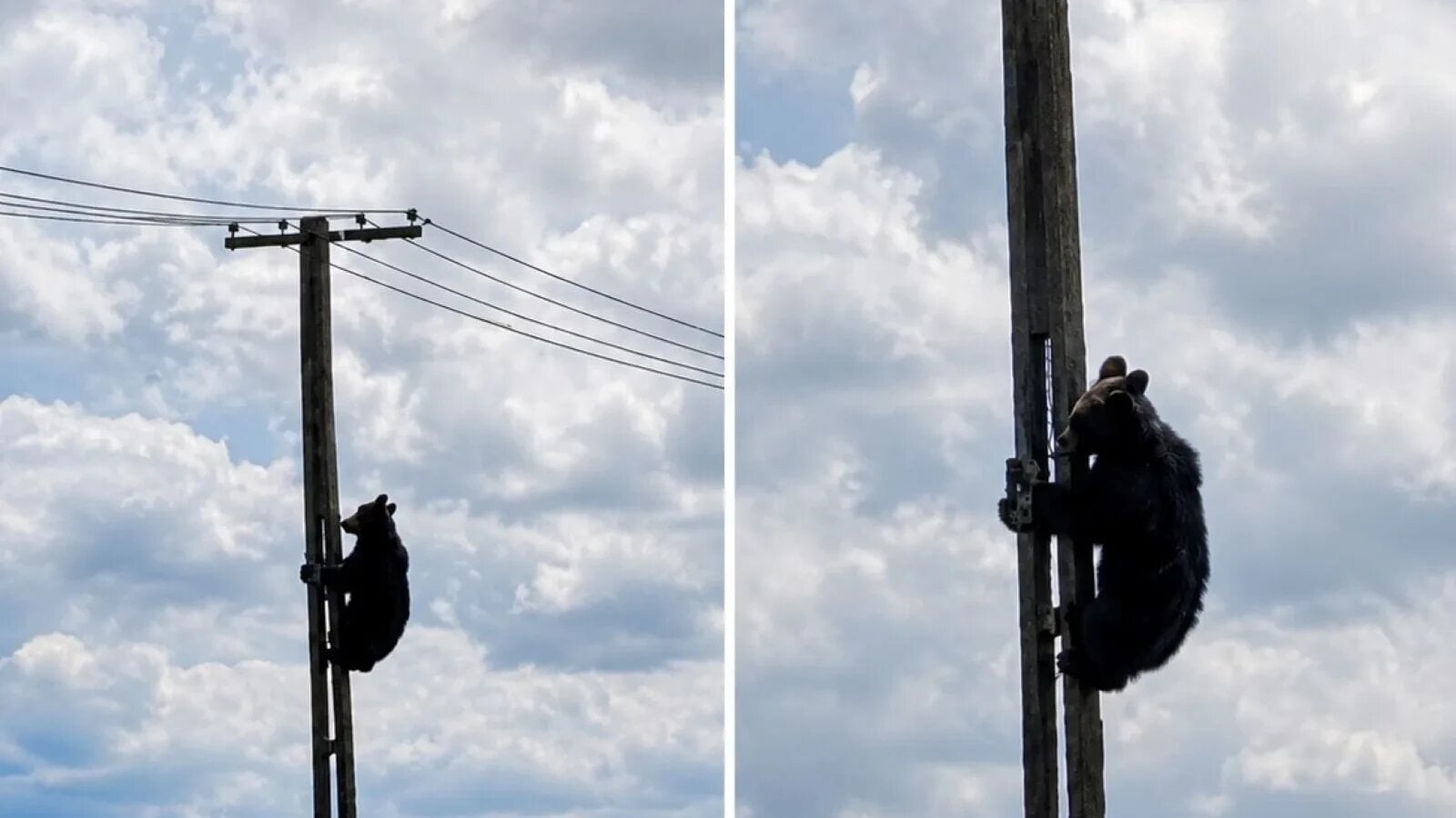 VIDEO Urs surprins la înălțime, pe un stâlp de electricitate. Imaginile au devenit subiect de glume în online, specialiștii atrag atenția